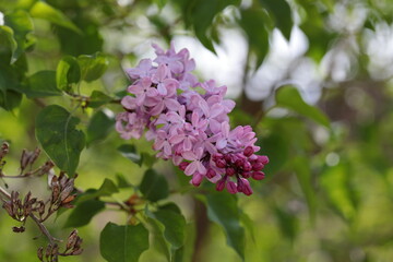 Obraz na płótnie Canvas Close up of Lilac flower bunches