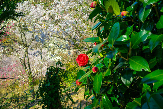 サザンカ 椿 花 桜