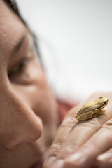 selective focus on the small amphibian tree frog, a person is looking at it and is blurred in the back ground