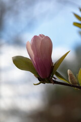 Pink Magnolia flowers in spring season.