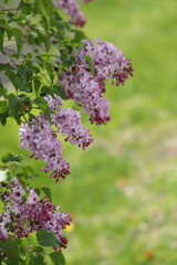 Fototapeta na wymiar Close up of Lilac flower bunches