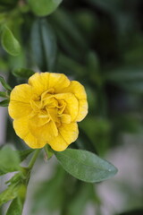 A top down view of small yellow flowers
