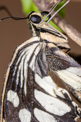 Macro close-up of beautiful butterfly. A macro photography of a really beautiful and natural pastel background.