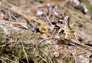 Butterfly from the Taiwan(Neope armandii lacticolora)White & yellow spotted butterfly.