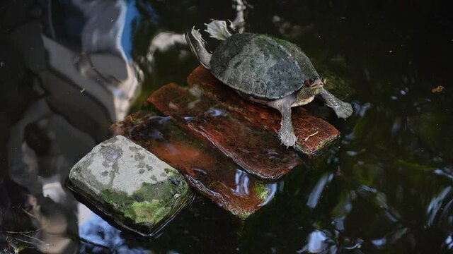 A small tortoise is resting on four legs spread over aquatic rocks. Little mini turtle in the dark pond water with close-up views. 4k Video.