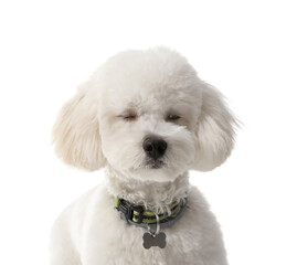 Cute Bichon on white background
