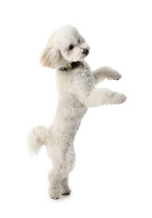Cute Bichon on white background