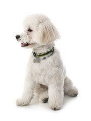 Cute Bichon on white background