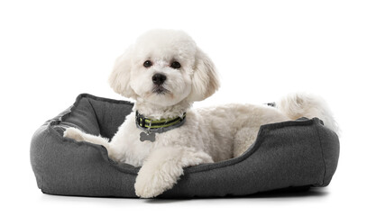 Cute little Bichon in pet bed on white background