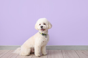 Cute little dog near color wall