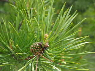 small young pinecone on a pine tree