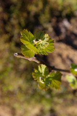 grapevine sprouting