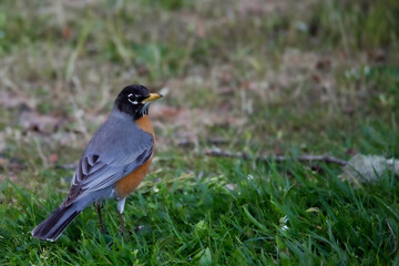 robin on the grass