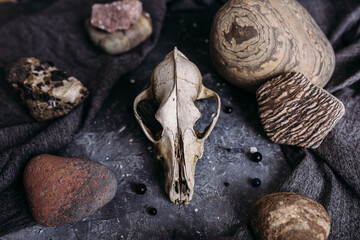Old dog skull and stones on the witch table. Dark and mysterious atmosphere.