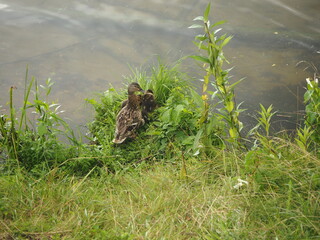 Ducks swim in the pond 