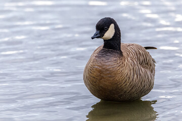 country goose swimming