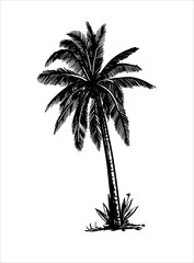 three palm trees grow on a wild beach. vector sketch on white background