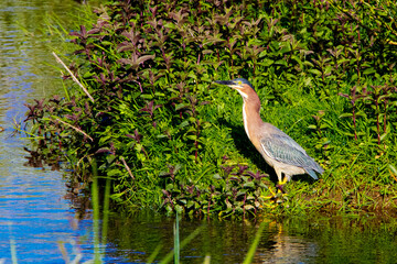 Green Heron
