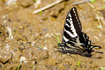 Obraz na płótnie Canvas Swallow Tail Butterfly