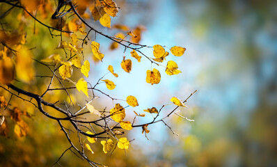 Autumn yellow leaves on a blurred forest background, very shallow focus. Colorful foliage in the autumn park. Excellent background on the theme of autumn.