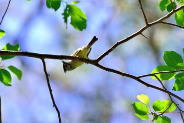 Crowned thrush bird (Yuhina brunneiceps) is endemic to Taiwan