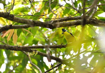 Yellow tit bird (Machlolophus holsti),in the Taiwan.