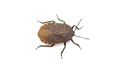 Marmorated brown stink bug on white background.