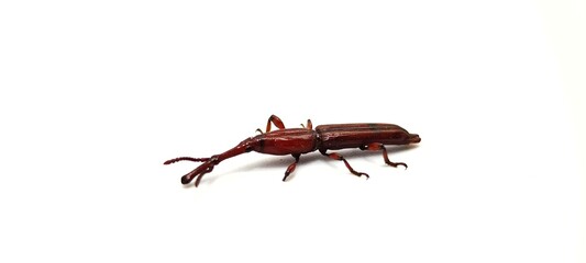 beetle isolated
