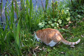 Ginger cat sits in the grass between the weed and iris leaves with its head down on the water's edge and drinks water from the pond 