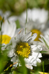 Daisies in the grass in spring. Focus on yellow ovules in the heart of the daisy below. Vertical background photo