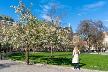 Spring blooming in Stockholm. Amazing view of flowering garden apple and cherry fruit trees with white blossom. Lonely girl is walking under the trees.