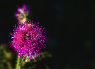 flower Silybum marianum on black background.The prickly plant of a thistle is used in medicine cleansing and protecting the liver