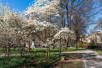 Spring blooming in Stockholm. Amazing view of flowering garden apple and cherry fruit trees with white blossom.