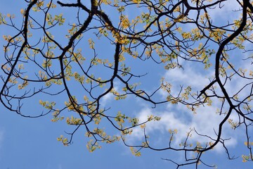 Beautiful texture of leaves with sky background( Farm in Taiwan)