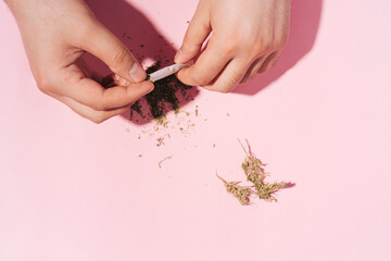 Hands making herbal dry Marijuana Cigarettes on pastel pink background with hard shadows. Flat lay