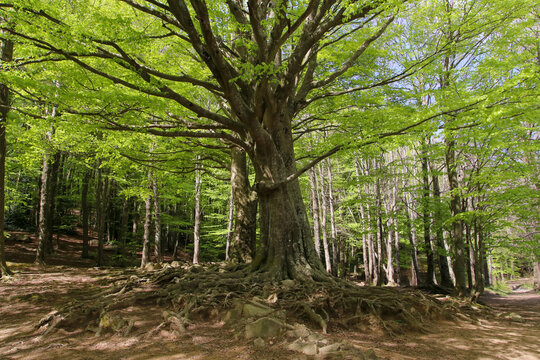 Centennial beech in the forest in spring.