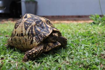 turtle on grass