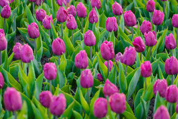 Fototapeta premium texture of lilac tulips on a green background
