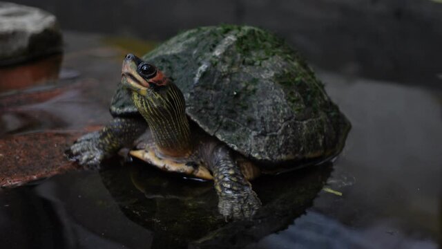 A curious little tortoise standing on a rock of water watching something. Little mini turtle in the dark pond water with close-up views. 4k Video.
