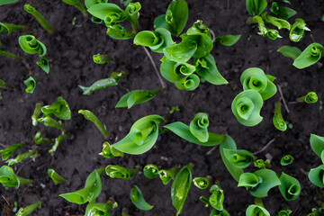 Beautiful dark green leaves of lily of the valley in low key. Fibonacci spiral in nature. Fertile black soil. Top view. Selective focus.