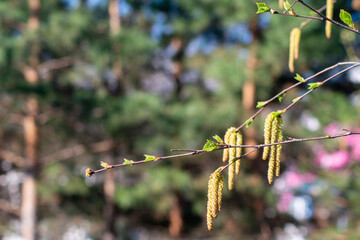spring flowers on the birch branch
