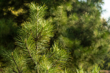 spring shoots on pine branches