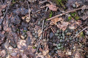 Roe deer droppings on wet swampy ground. Forestlands of Ukraine.