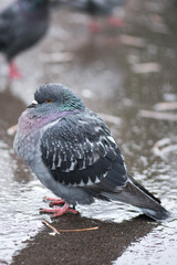 dove under the raindrops standing in the park