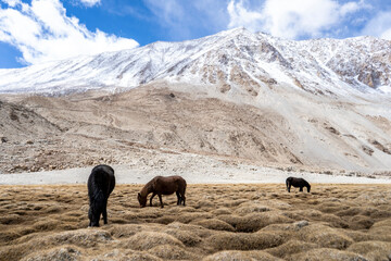 Wild horses like mustangs graze on clean alpine meadows. Blooming meadows against the backdrop of...