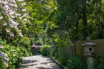 京都・夏の緑に囲まれた大豊神社の参道