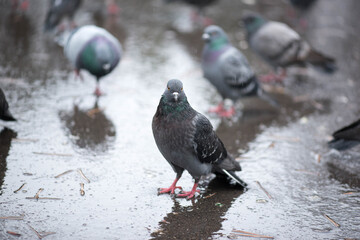 pigeons in the background and a brazen pigeon stands wet in the rain