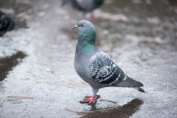 a lone pigeon stands on the sidewalk wet
