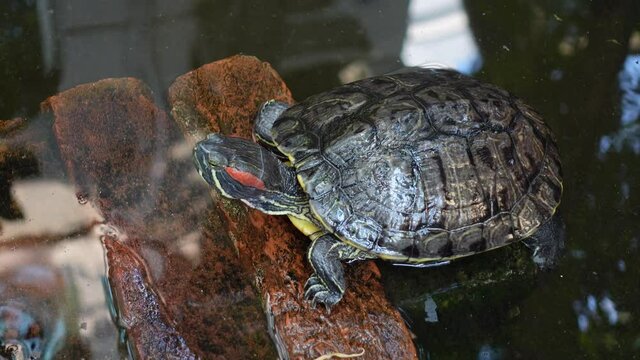 Tortoise is resting and swims at an artificial pond. Little mini turtle in the dark pond water with close-up views. 4k Video.