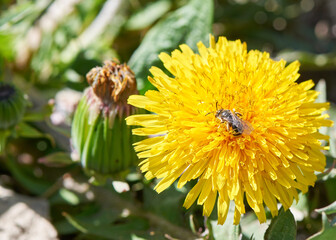 with a beautiful bee one yellow dandelion